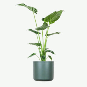 Home Alocasia Regal Shield