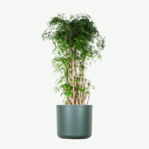 Home Aralia Ming